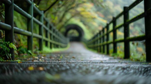 Serene Forest Pathway Surrounded by Lush Greenery in Early Evening Light photo