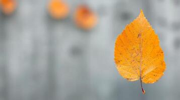 Close-Up of a Single Orange Leaf Hanging From a Branch in Autumn Light photo