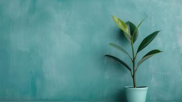 Potted Plant With Green Leaves Against a Teal Wall Background photo