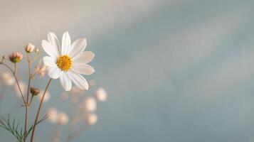 White Tulip in Soft Natural Light Against a Blurred Background photo