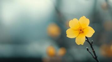 Yellow Flower Blooms Against Misty Background in Early Morning Light photo