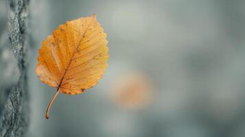 Close-Up of a Single Orange Leaf Hanging From a Branch in Autumn Light photo