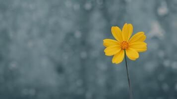 Yellow Flower Blooms Against Misty Background in Early Morning Light photo