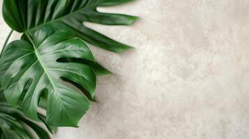 Monstera Plant in Beige Pot Against Textured Gray Wall photo
