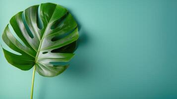 Potted Plant With Green Leaves Against a Teal Wall Background photo