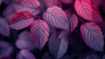 Vibrant Purple Leaves Captured In Natural Setting During Daylight photo