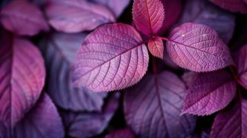 Vibrant Purple Leaves Captured In Natural Setting During Daylight photo
