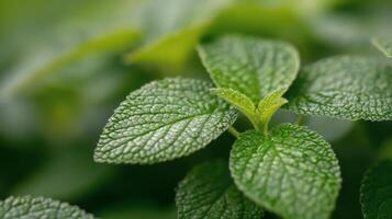 Close-Up View of Fresh Green Mint Leaves With Water Drops in Natural Light photo