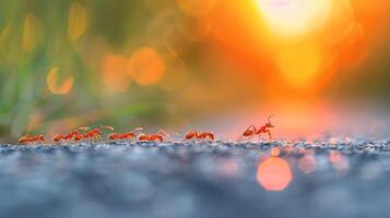 Ants Marching Across Gravel Road During Sunset photo