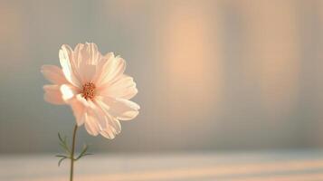 White Tulip in Soft Natural Light Against a Blurred Background photo