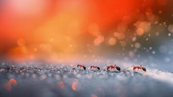 Ants Marching Across Gravel Road During Sunset photo
