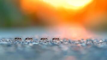 Ants Marching Across Gravel Road During Sunset photo
