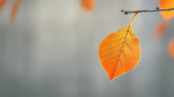 Close-Up of a Single Orange Leaf Hanging From a Branch in Autumn Light photo
