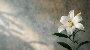 White Tulip in Soft Natural Light Against a Blurred Background photo