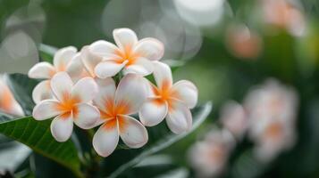 Elegant White Flowers With Orange Centers Flourishing In A Garden Setting photo