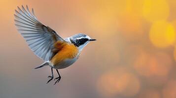 Silver-backed Shrike in Flight Over Soft Autumn Background photo