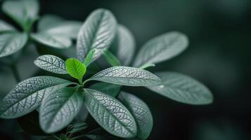 Close-Up View of Green Leaves Against Dark Background in Natural Light photo