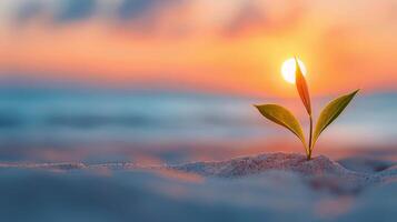 Sunrise Over Ocean With Sprouting Plant on Sandy Beach photo