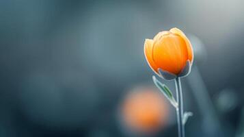 Orange Flower Bud in Soft Focus Against a Blurred Background in Spring photo