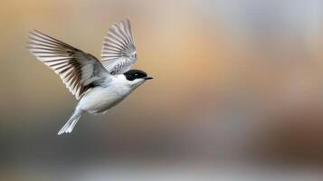 Silver-backed Shrike in Flight Over Soft Autumn Background photo