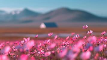 Vibrant Pink Wildflowers Blooming Under Clear Sky in Desert Valley photo