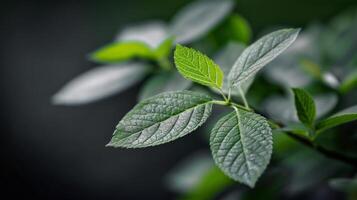 Close-Up View of Green Leaves Against Dark Background in Natural Light photo