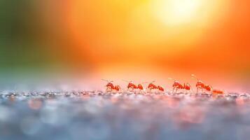 Ants Marching Across Gravel Road During Sunset photo