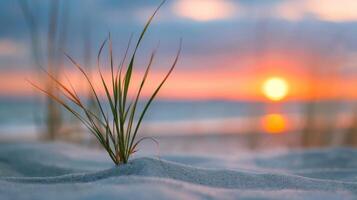 Sunrise Over Ocean With Sprouting Plant on Sandy Beach photo