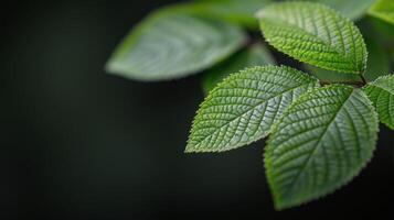 Close-Up View of Green Leaves Against Dark Background in Natural Light photo