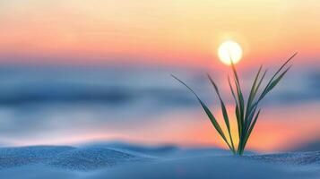 Sunrise Over Ocean With Sprouting Plant on Sandy Beach photo