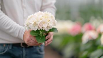 Person Holding White Hydrangeas in a Flower Greenhouse photo