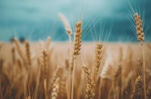 Golden Wheat Field Under Dramatic Cloudy Sky photo