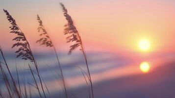 Sunset Over Ocean Shore With Silhouetted Grasses Near Waterline photo