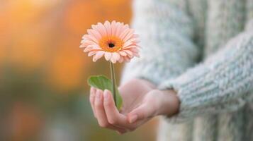 Hands Holding Delicate White and Pink Flowers in Soft Natural Light photo