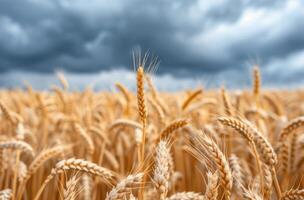 Golden Wheat Field Under Dramatic Cloudy Sky photo