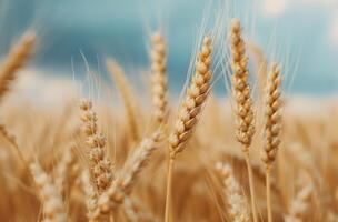 Golden Wheat Field Under Dramatic Cloudy Sky photo