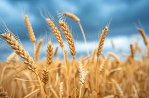 Golden Wheat Field Under Dramatic Cloudy Sky photo