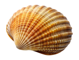 Ridged scallop shell with detailed texture, isolated transparent png