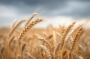 Golden Wheat Field Under Dramatic Cloudy Sky at Dusk photo