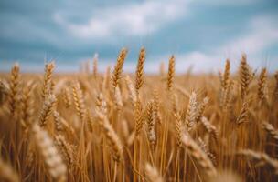 Golden Wheat Field Under Dramatic Cloudy Sky at Dusk photo