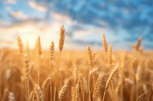 Golden Wheat Field Under Dramatic Cloudy Sky at Dusk photo