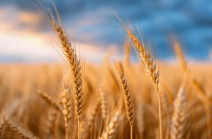 Golden Wheat Field Under Dramatic Cloudy Sky at Dusk photo