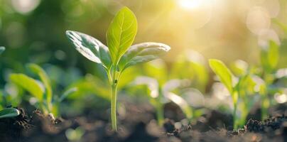 Young Green Seedlings Growing in Soil Under Soft Sunlight in Spring photo