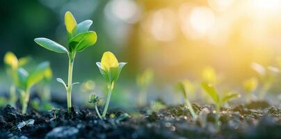 Young Green Seedlings Growing in Soil Under Soft Sunlight in Spring photo