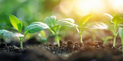 Young Green Seedlings Growing in Soil Under Soft Sunlight in Spring photo