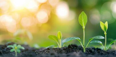 Young Green Seedlings Growing in Soil Under Soft Sunlight in Spring photo