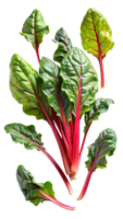 Fresh Swiss chard leaves with vibrant red stems, isolated transparent png