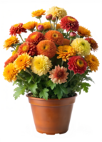 Bright pot of chrysanthemums in full bloom, isolated transparent png