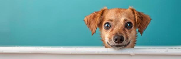 Small Dog in a Bath Staring Up Against a Colorful Background photo