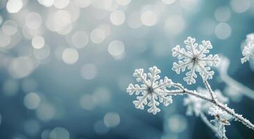 Delicate Snowflakes Adorn Frozen Branch in Winter Wonderland photo